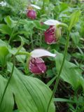 Cypripedium guttatum