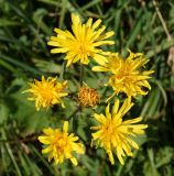 Crepis sibirica. Общее соцветие (вид сверху). Восточный Казахстан, Кокпектинский р-н, 25 км в горы от с. Пантелеймоновка, 1000 м н.у.м., луг. 17.07.2015.