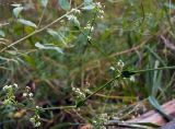 Galium mollugo