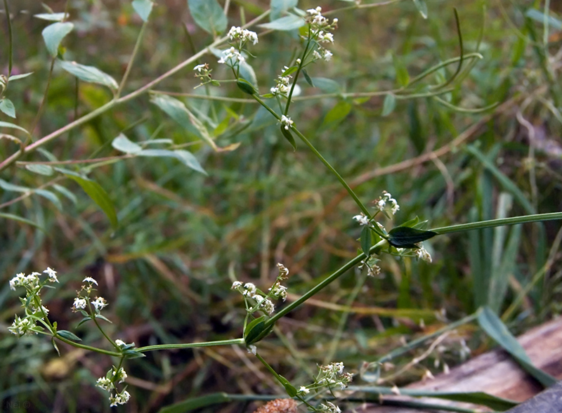 Изображение особи Galium mollugo.