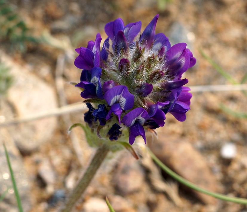 Image of Oxytropis turczaninovii specimen.