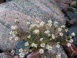 Cochlearia arctica