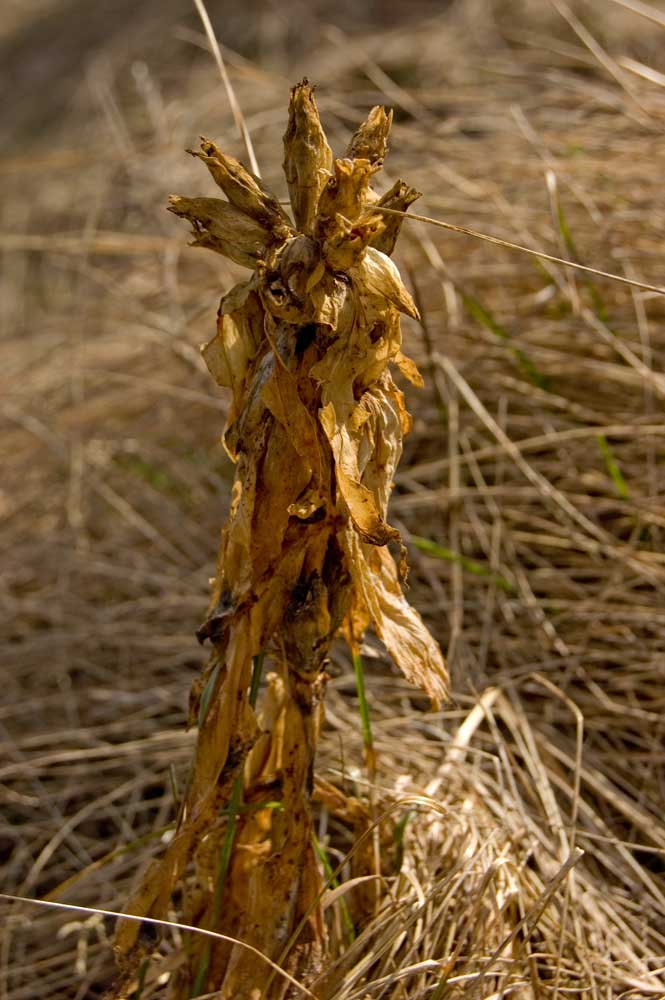 Изображение особи Gentiana cruciata.