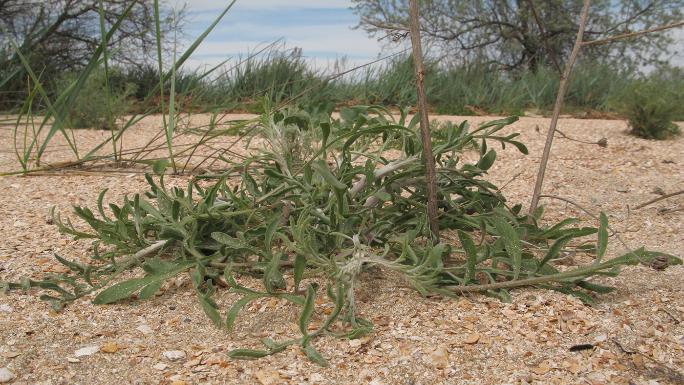 Image of Centaurea adpressa specimen.