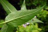 Hesperis matronalis. Лист (нижняя сторона). Республика Адыгея, восточнее г. Майкоп, дубово-грабовый лес. 01.05.2016.