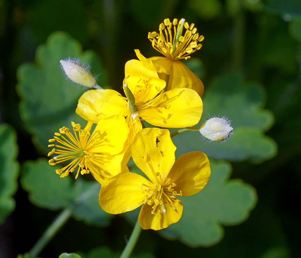 Изображение особи Chelidonium majus.