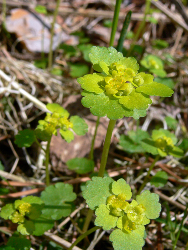Image of Chrysosplenium alternifolium specimen.