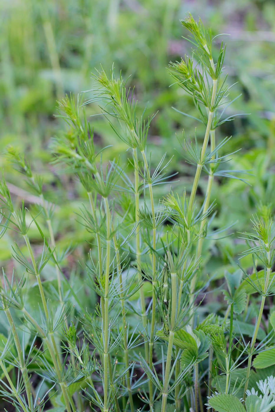 Изображение особи Galium verum.