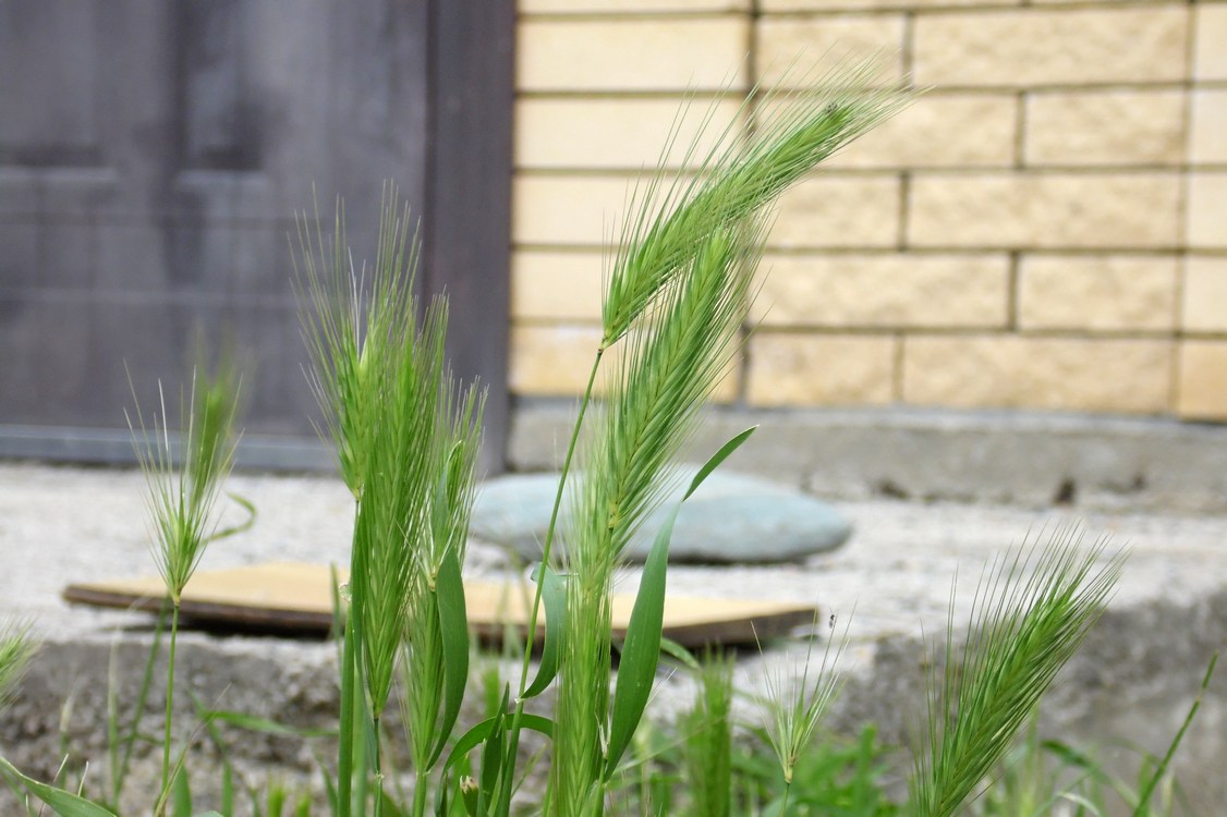 Image of Hordeum leporinum specimen.