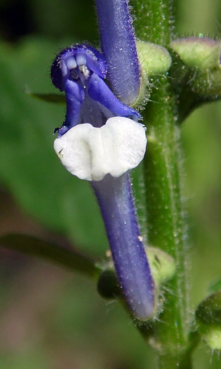 Image of Scutellaria altissima specimen.