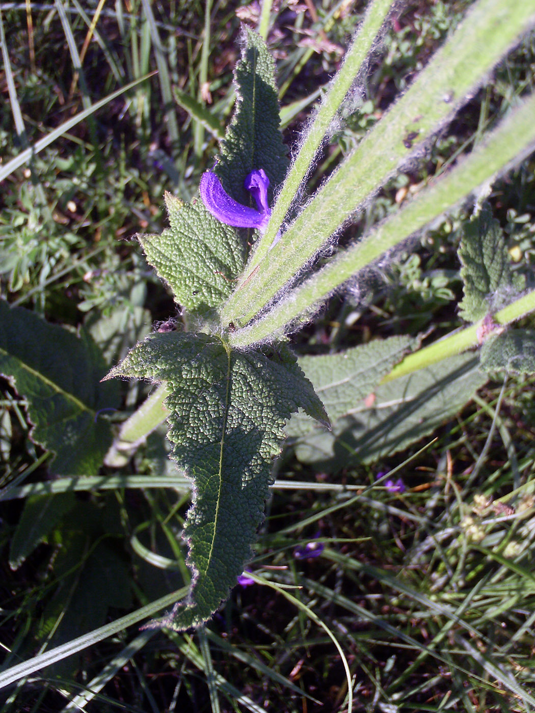 Image of Salvia stepposa specimen.