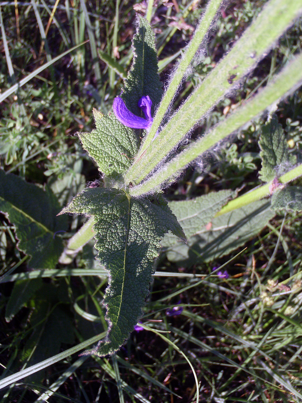 Изображение особи Salvia stepposa.