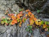 Hylotelephium ussuriense