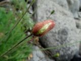 Papaver anomalum. Бутон. Приморье, окр. г. Находка, бухта Шепалово, мыс Гранитный, каменная осыпь. 11.06.2016.