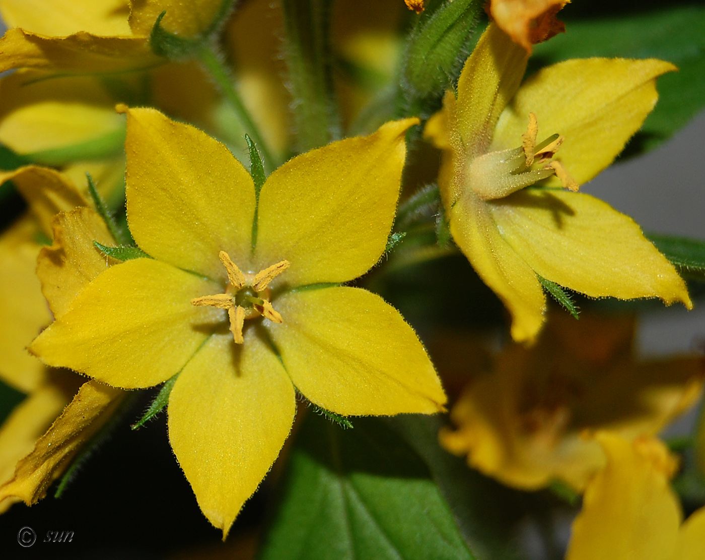 Изображение особи Lysimachia punctata.