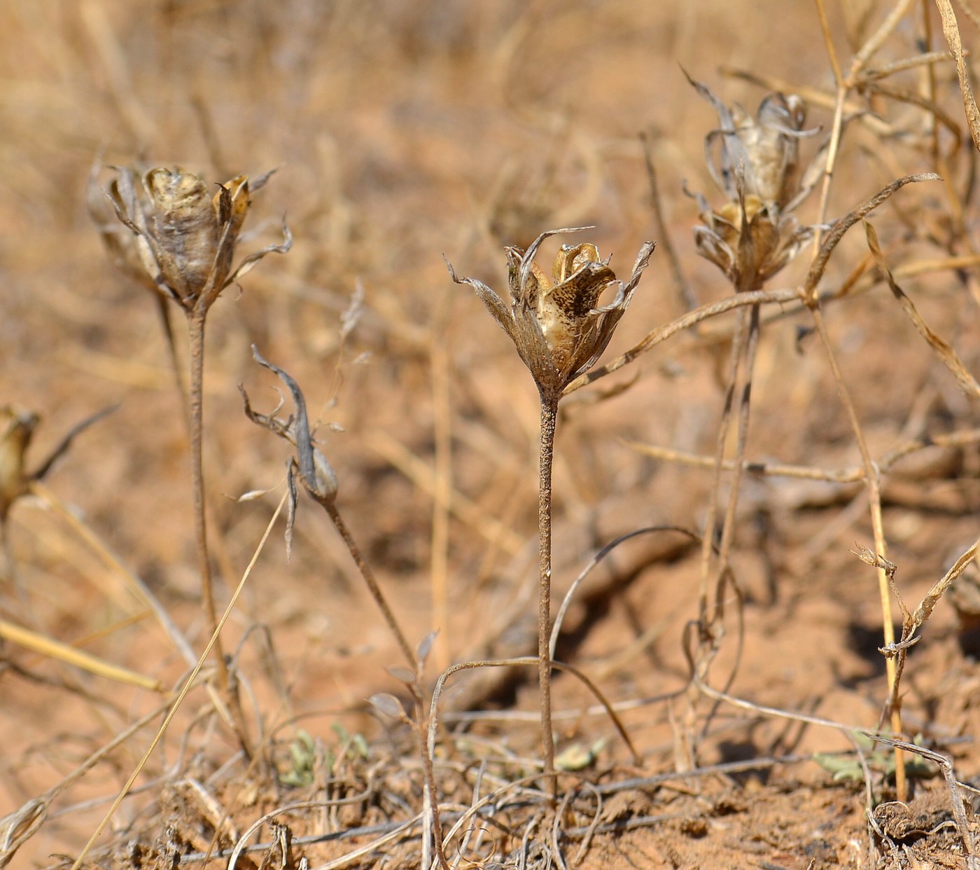 Image of genus Gagea specimen.