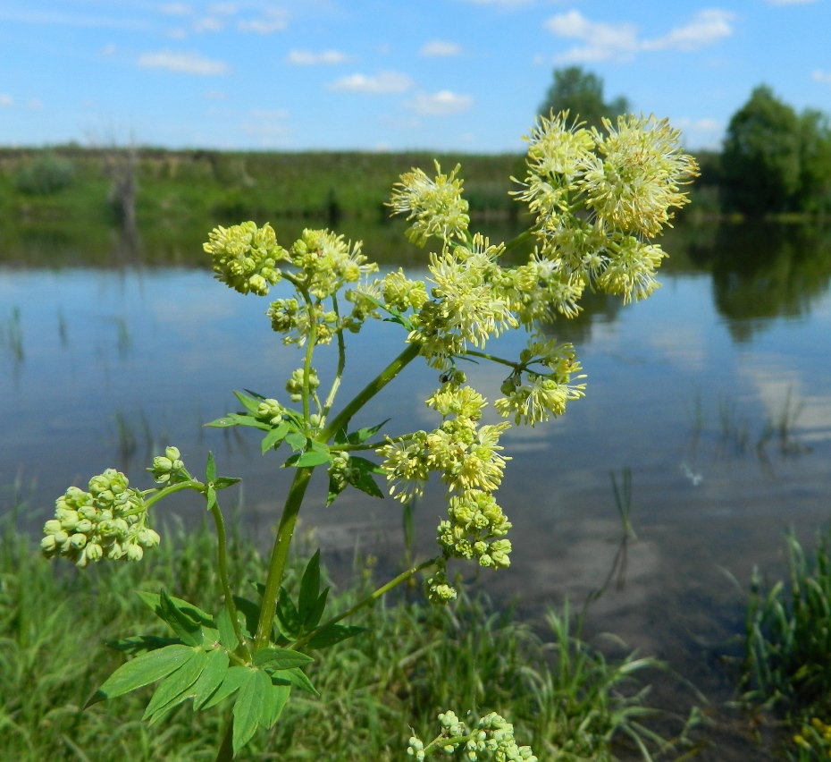 Image of Thalictrum flavum specimen.