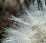 Tragopogon подвид major