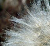 Tragopogon dubius ssp. major