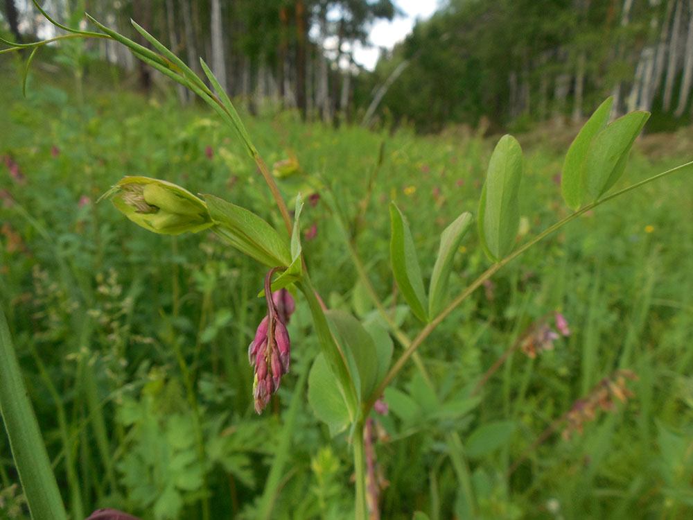 Изображение особи Lathyrus pisiformis.