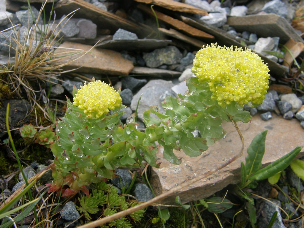 Image of Rhodiola rosea specimen.