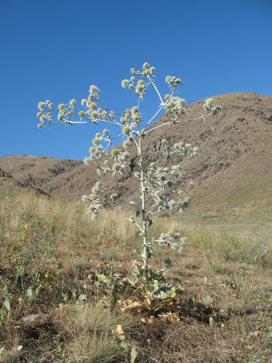 Image of Eryngium macrocalyx specimen.