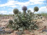 Echinops nanus