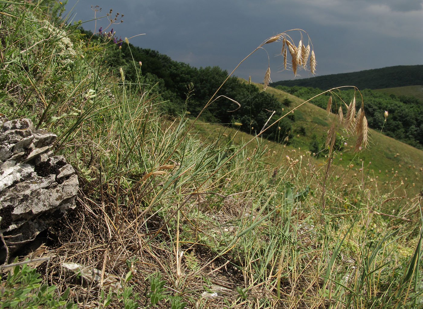 Изображение особи Bromus japonicus.