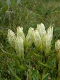 Gentiana algida