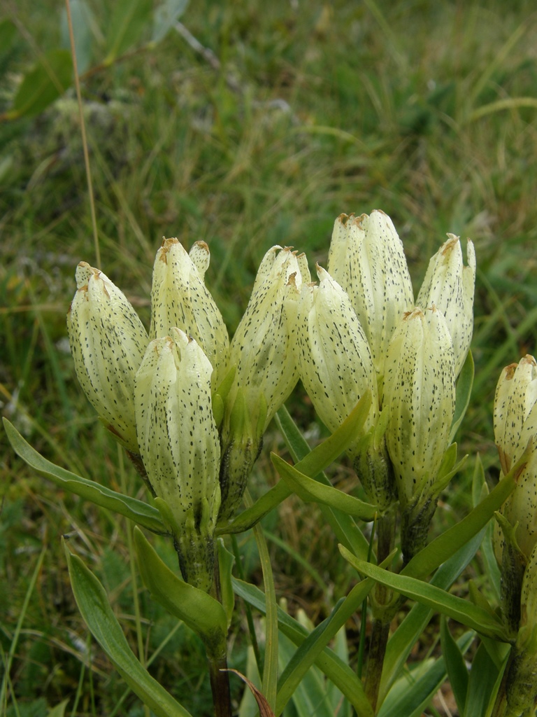 Изображение особи Gentiana algida.