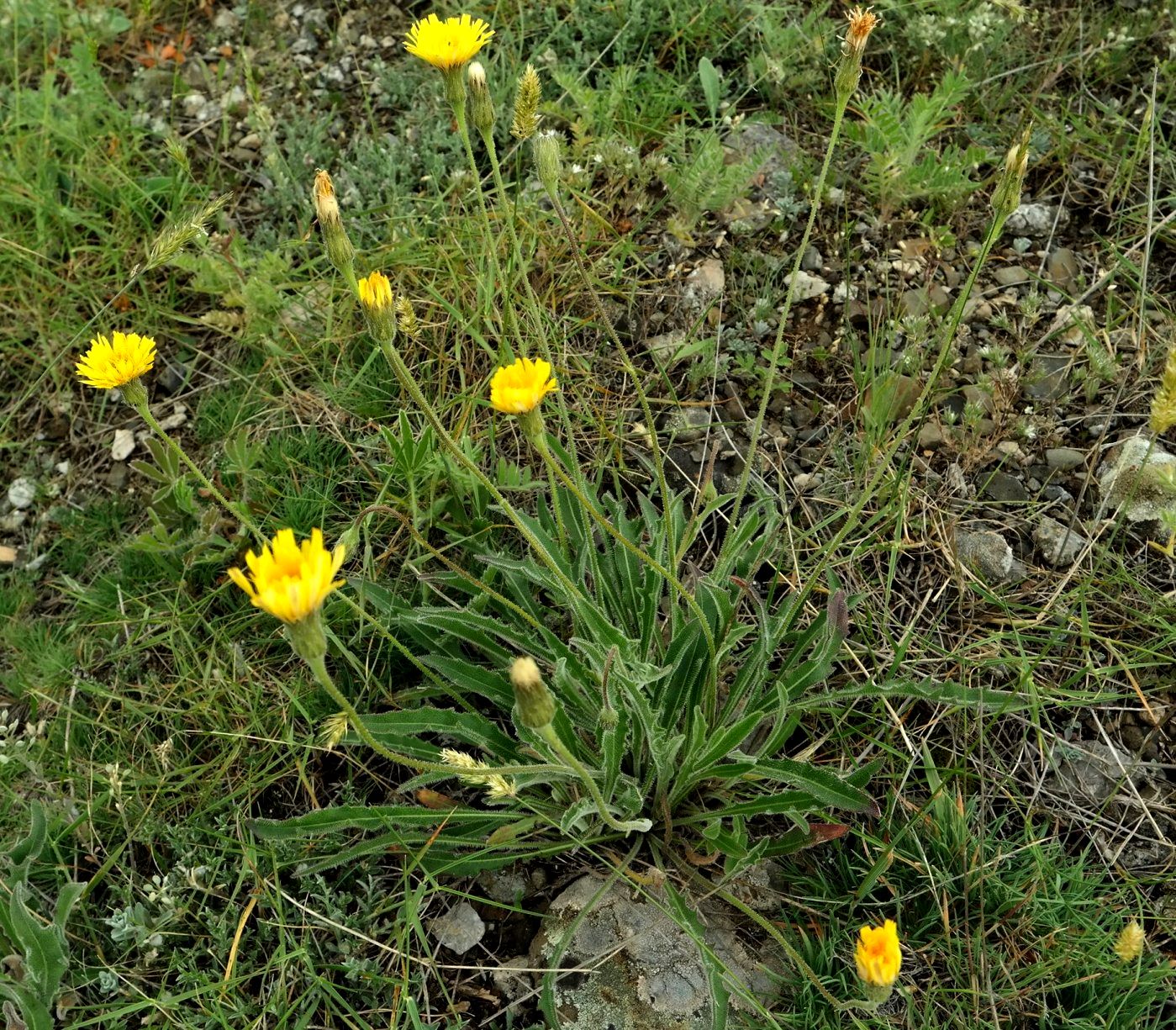 Image of Leontodon biscutellifolius specimen.