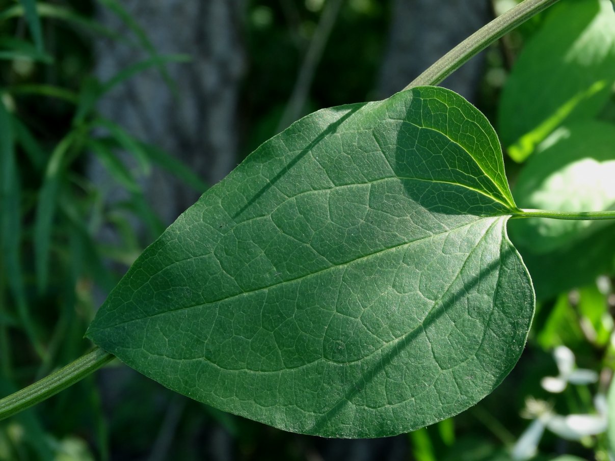 Image of Clematis mandshurica specimen.