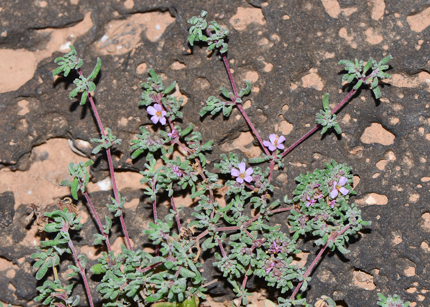 Image of genus Frankenia specimen.