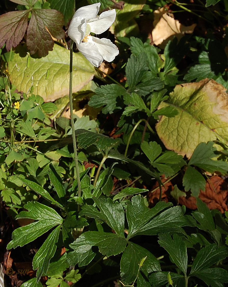 Изображение особи Anemone sylvestris.