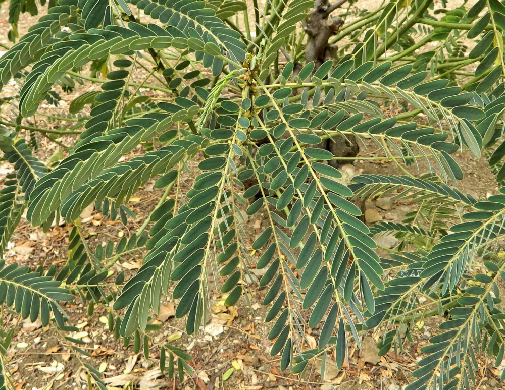 Image of familia Fabaceae specimen.