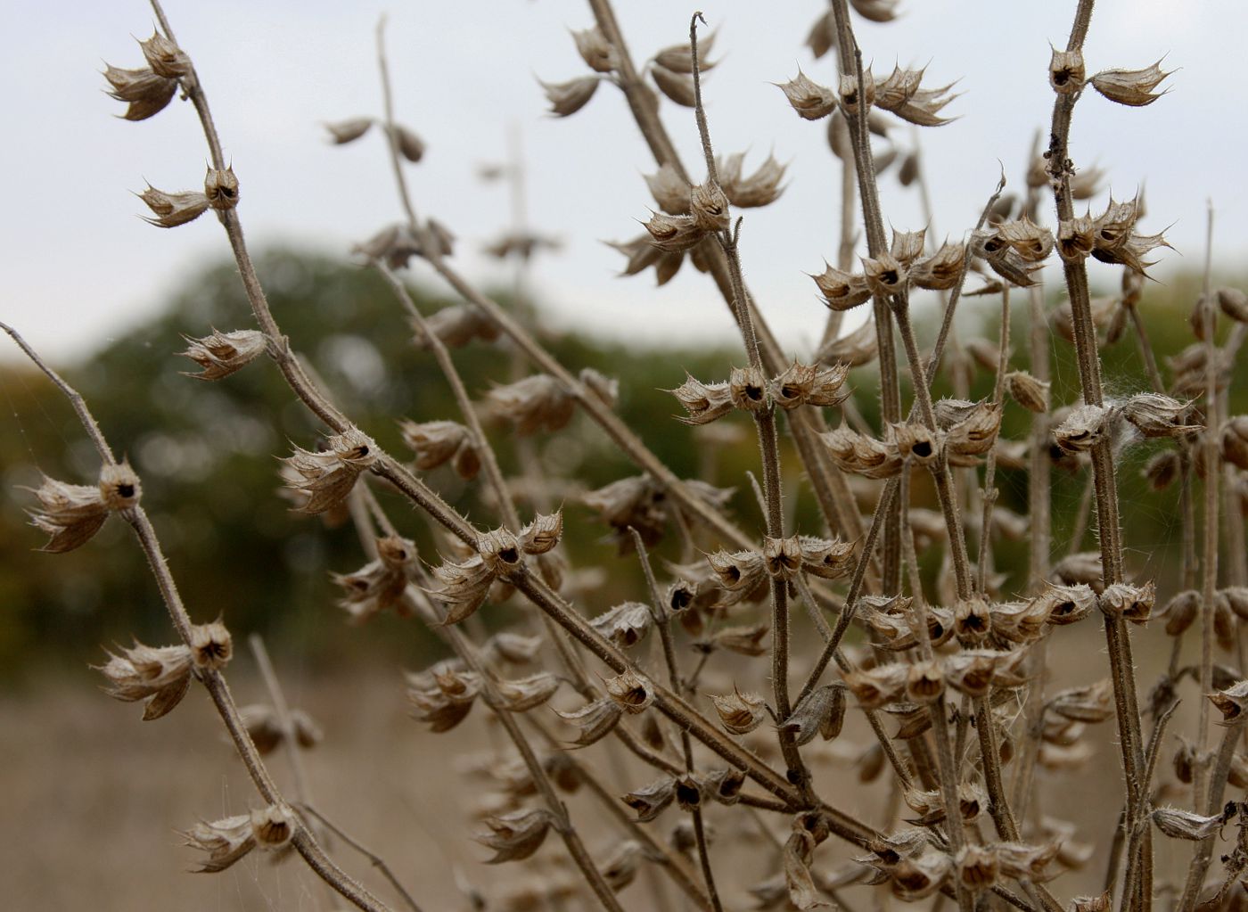 Image of Salvia sclarea specimen.