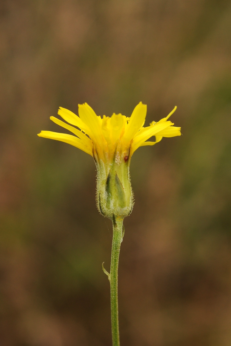 Изображение особи Crepis darvazica.