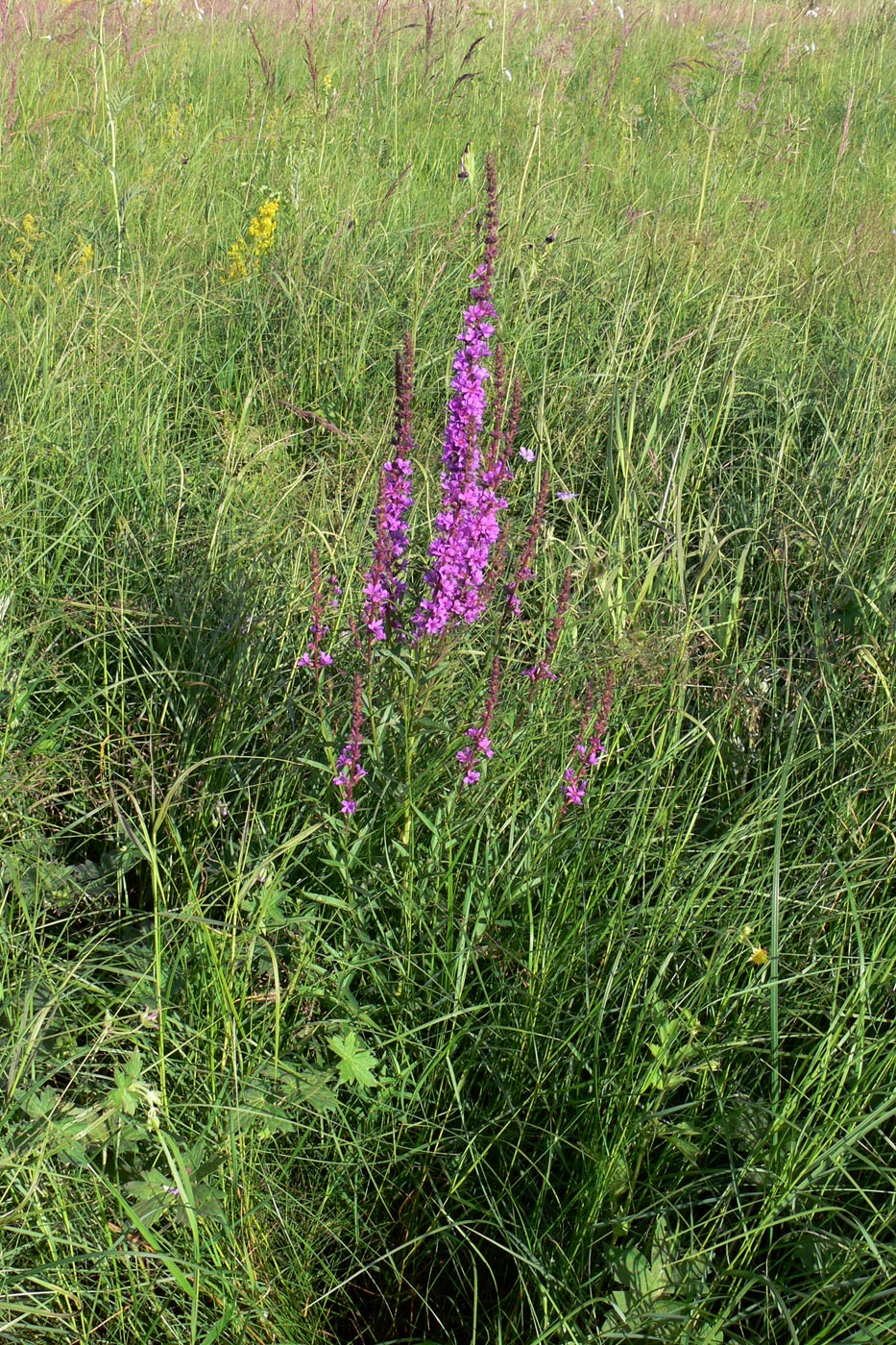 Image of Lythrum salicaria specimen.