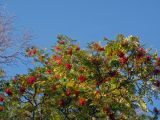 Sorbus aucuparia ssp. glabrata