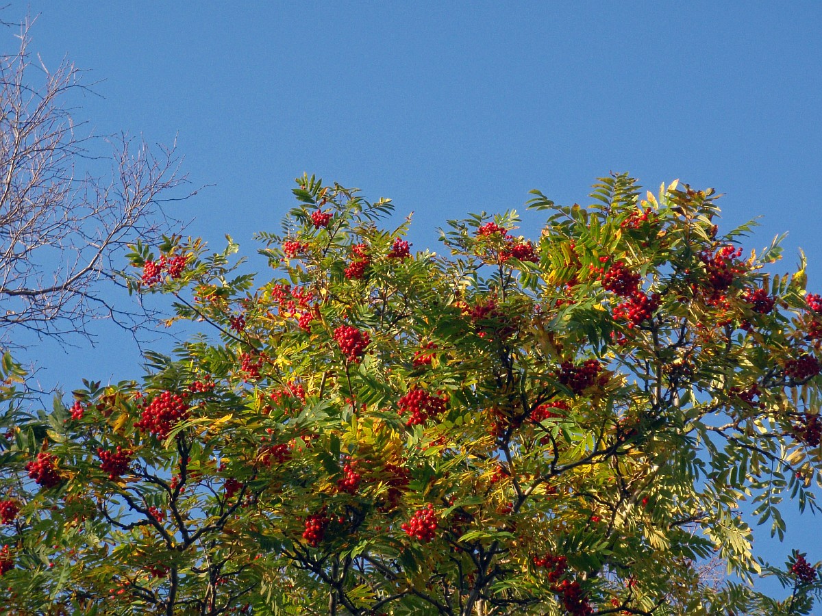 Image of Sorbus aucuparia ssp. glabrata specimen.