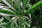 Cannabis sativa. Часть листа. Амурская обл., Бурейский р-н, окр. с. Виноградовка, опушка дубового леса. 14.07.2016.
