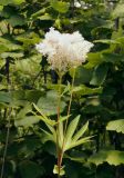 Filipendula palmata