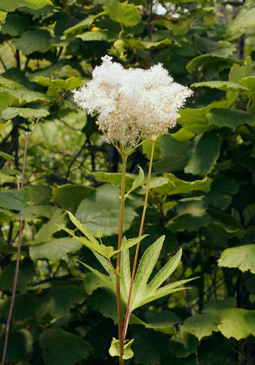 Изображение особи Filipendula palmata.