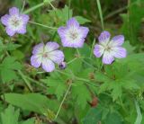 Geranium wlassovianum. Верхушки цветущих растений. Иркутская обл., Шелеховский р-н, окр. пос. Глубокая, опушка леса. 19.07.2016.