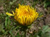Taraxacum mongolicum