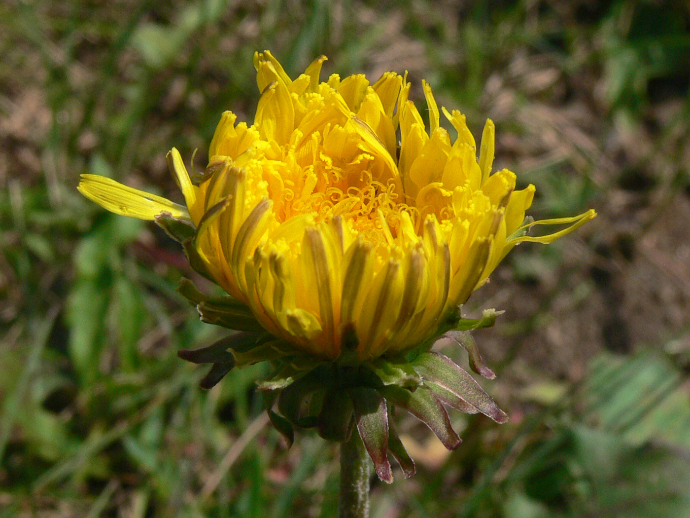 Изображение особи Taraxacum mongolicum.