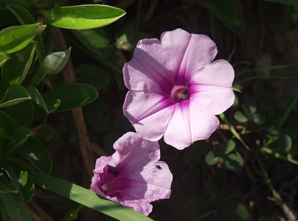 Image of Ipomoea pes-caprae specimen.