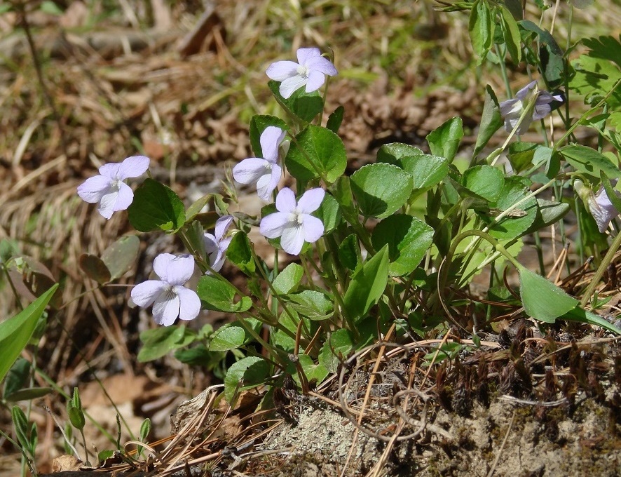 Изображение особи Viola sacchalinensis.