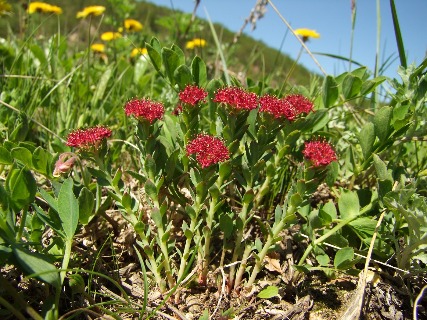 Изображение особи Rhodiola integrifolia.