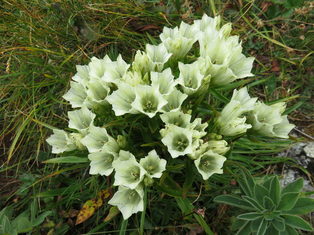 Image of Gentiana algida specimen.